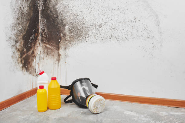Best Black Mold Removal  in Westwood, MI