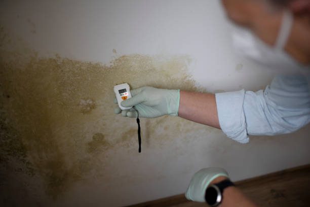 Best Residential Mold Removal  in Westwood, MI