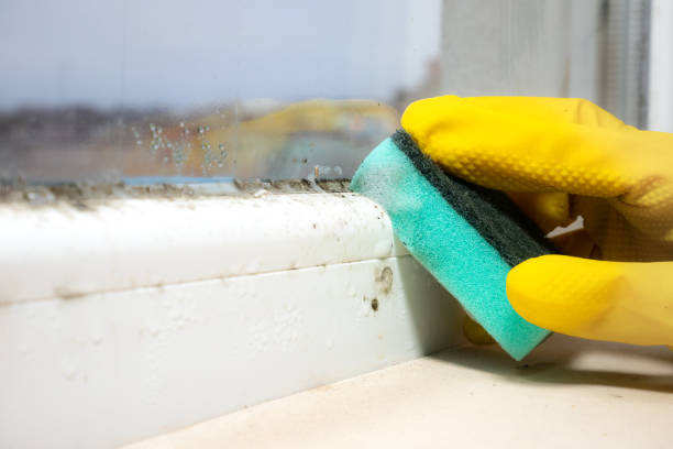 Best Black Mold Removal  in Westwood, MI
