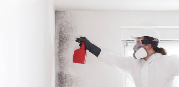 Crawl Space Mold Removal in Westwood, MI