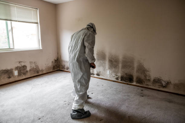 Best Local Mold Removal Service  in Westwood, MI