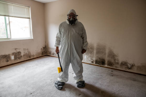 Professional Mold Removal in Westwood, MI