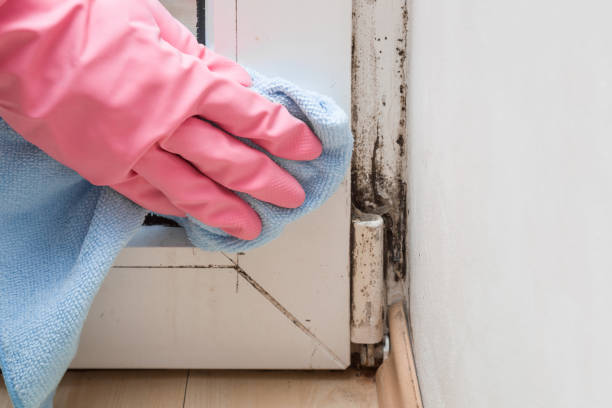 Best Crawl Space Mold Removal  in Westwood, MI
